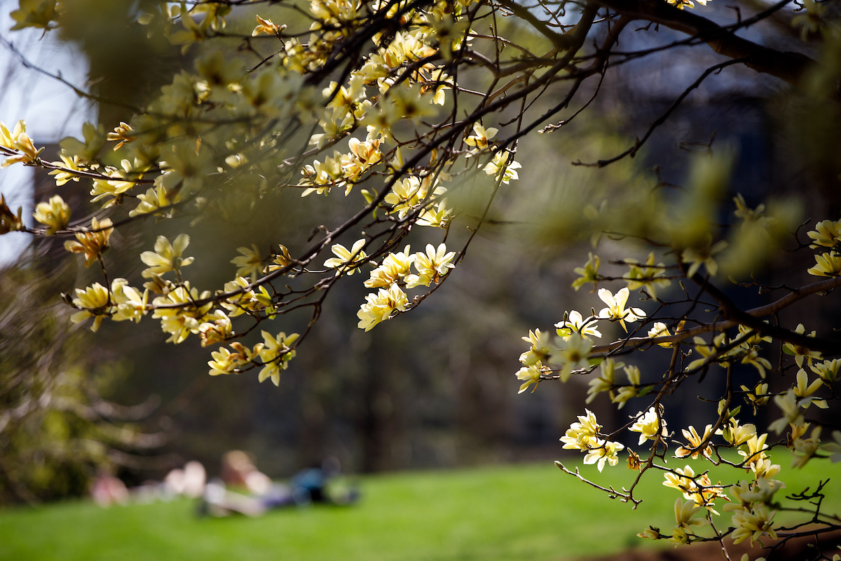 flowers on a tree